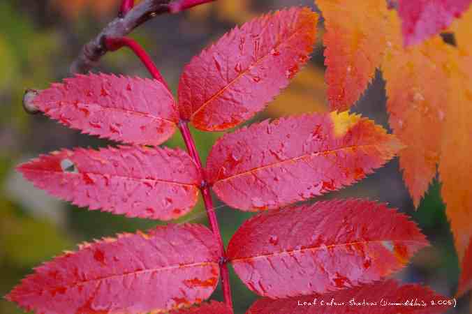 ../Images/Leaf Colour Shadow.jpg